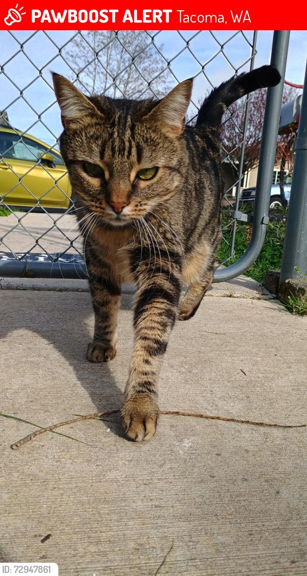 Lost Female Cat last seen Near S Lawrence St, Tacoma WA 98409, Tacoma, WA 98409