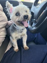 Found/Stray Female Dog last seen W River and La Canada, Tucson, AZ 85704