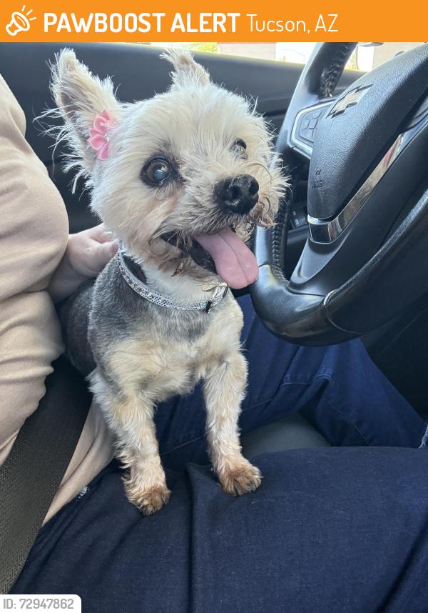 Found/Stray Female Dog last seen W River and La Canada, Tucson, AZ 85704