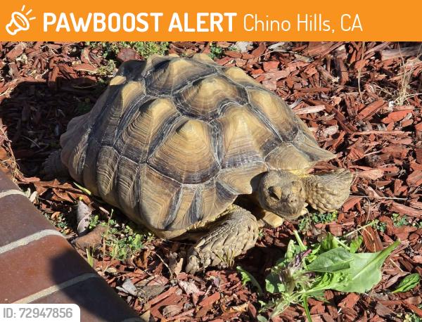 Found/Stray Unknown Reptile last seen Sunset Park, Rancho Hills Dr CHINO HILLS CA, Chino Hills, CA 91709