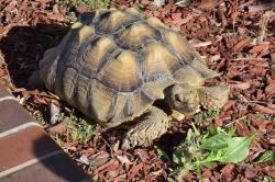 Found/Stray Unknown Reptile last seen Sunset Park, Rancho Hills Dr CHINO HILLS CA, Chino Hills, CA 91709