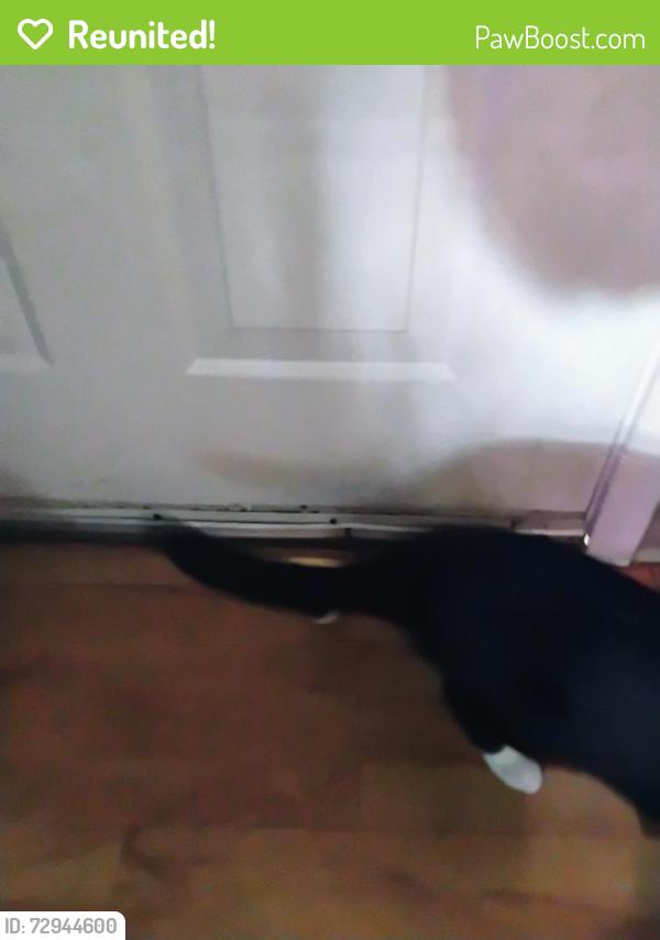 Reunited Male Cat last seen Northwest Pkwy, San Antonio, TX 78230