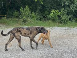 Found/Stray Unknown Dog last seen Across from Tellico Dam in gravel lot, Loudon County, TN 37774