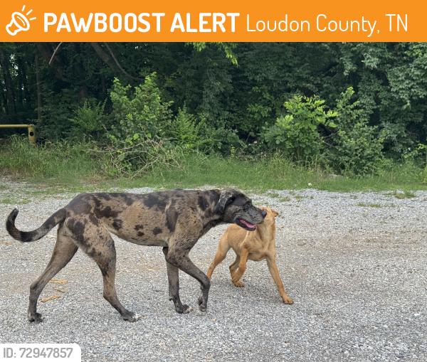 Found/Stray Unknown Dog last seen Across from Tellico Dam in gravel lot, Loudon County, TN 37774
