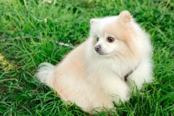 Reunited Female Dog last seen Rindge & Vandebilt Lane , Redondo Beach, CA 90278