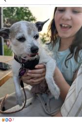 Reunited Female Dog last seen Near block of Chicago Ave, Champaign, Champaign, IL 61821