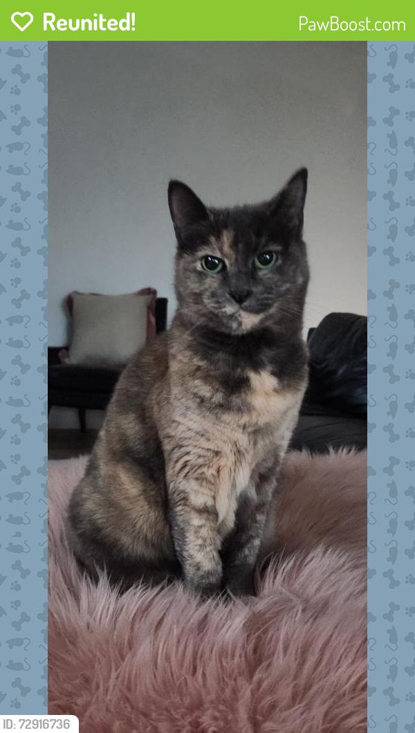 Reunited Female Cat last seen Chelmsford ave, Port Kennedy, WA 6172