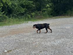 Found/Stray Unknown Dog last seen Parking lot across from Tellico Dam, Loudon County, TN 37774