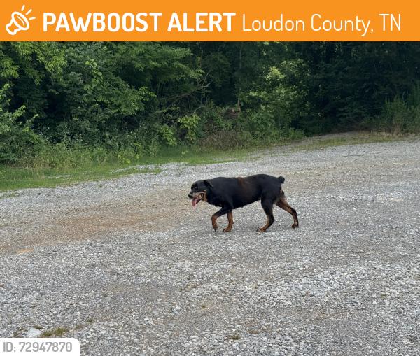Found/Stray Unknown Dog last seen Parking lot across from Tellico Dam, Loudon County, TN 37774