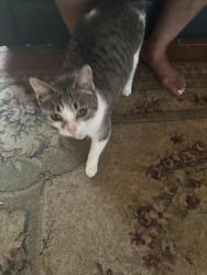 Lost Female Cat last seen Natchez Trace Ridgeland ms , Ridgeland, MS 39158