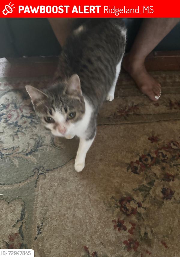 Lost Female Cat last seen Natchez Trace Ridgeland ms , Ridgeland, MS 39158