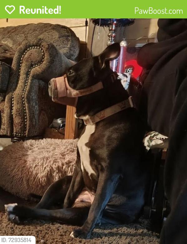 Reunited Female Dog last seen Near Hemlock Dr , Duluth, MN 55803