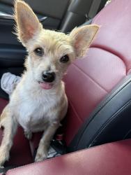 Lost Male Dog last seen State rd 50 & 19, Weeki Wachee, FL 34606