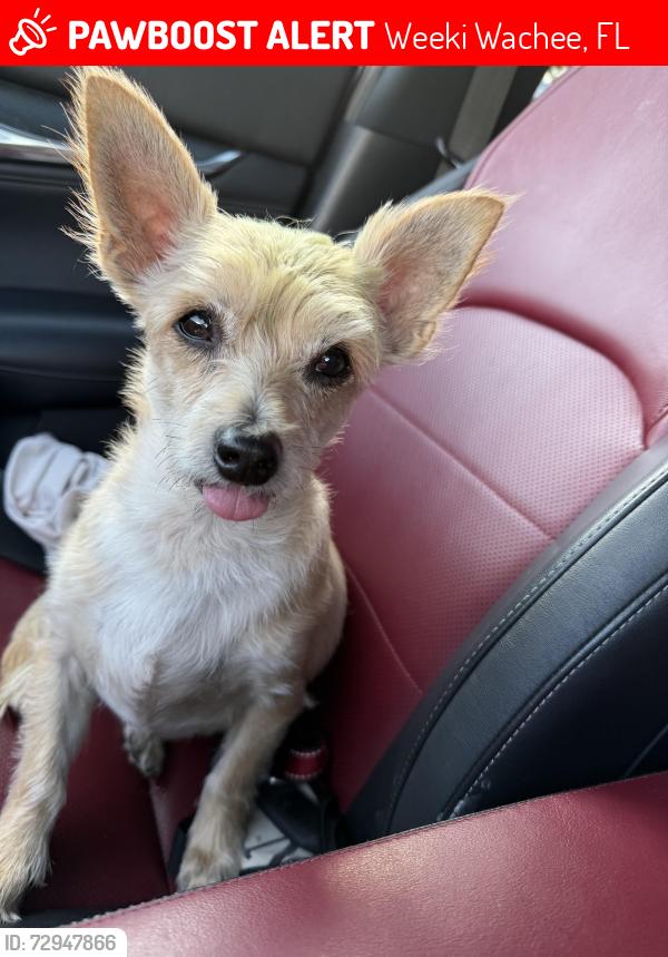Lost Male Dog last seen State rd 50 & 19, Weeki Wachee, FL 34606