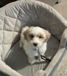 Reunited Male Dog last seen Near Burleson txy, Burleson, TX 76028