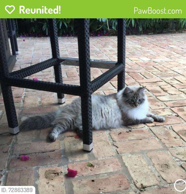 Reunited Female Cat last seen Poinsettia Dr & NE 20th Street, Fort Lauderdale, FL 33305