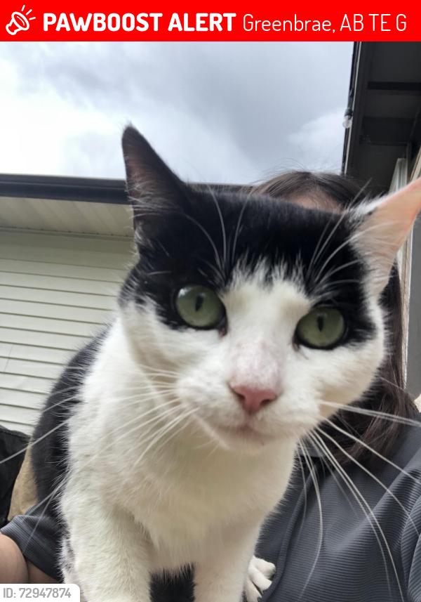 Lost Female Cat last seen Near Greenbrae ests , Greenbrae, AB T8E 2G2