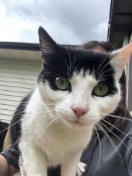 Lost Female Cat last seen Near Greenbrae ests , Greenbrae, AB T8E 2G2