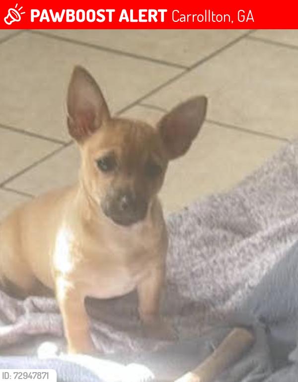 Lost Female Dog last seen Idk , Carrollton, GA 30116