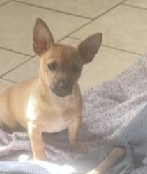 Lost Female Dog last seen Idk , Carrollton, GA 30116