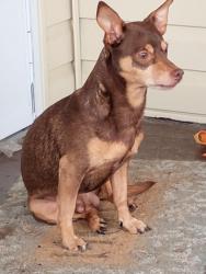 Reunited Male Dog last seen Henton Dr NE, Shannon, GA 30161, USA, Shannon, GA 30161