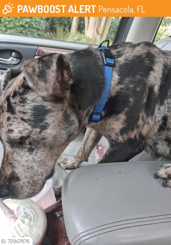 Found/Stray Female Dog last seen Spanish trail, Pensacola, FL 32504