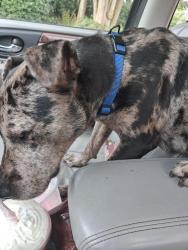 Found/Stray Female Dog last seen Spanish trail, Pensacola, FL 32504