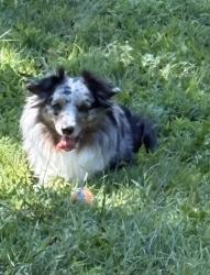 Reunited Male Dog last seen Red Bank / Fair Haven Area, Red Bank, NJ 07701