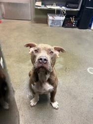 Shelter Stray Male Dog last seen Near BLOCK ANVERS, Jacksonville, FL 32204