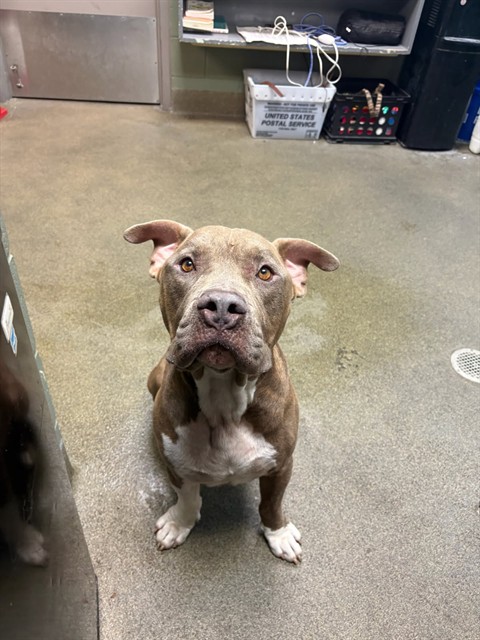 Shelter Stray Male Dog last seen Near BLOCK ANVERS, Jacksonville, FL 32204