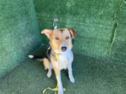 Shelter Stray Female Dog last seen , Quartz Hill, CA 93536