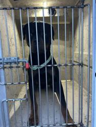 Shelter Stray Male Dog last seen Near , Indianapolis, IN 46221