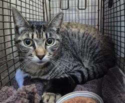Shelter Stray Female Cat last seen Near BLOCK CARLOTA AVE, San Antonio, TX 78227