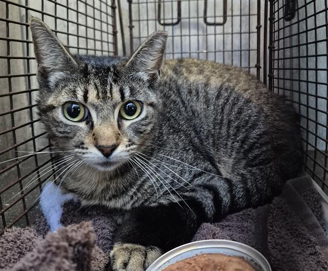 Shelter Stray Female Cat last seen Near BLOCK CARLOTA AVE, San Antonio, TX 78227