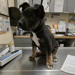 Shelter Stray Female Dog last seen Near BLK DE FOREST AVE, LONG BEACH, CA 90806, Long Beach, CA 90815