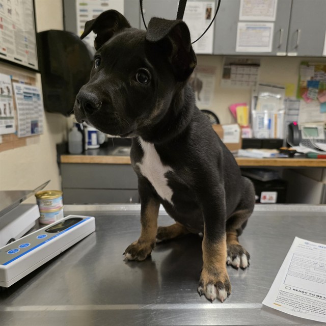 Shelter Stray Female Dog last seen Near BLK DE FOREST AVE, LONG BEACH, CA 90806, Long Beach, CA 90815