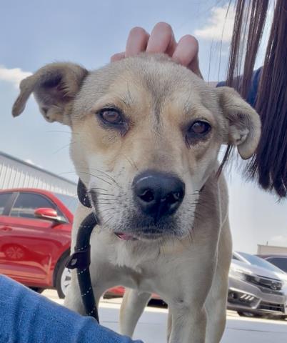 Shelter Stray Female Dog last seen Near BLOCK PHILIPPINE ST, TAFT CA 93268, Bakersfield, CA 93308