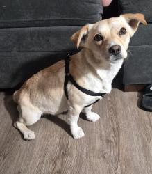 Found/Stray Female Dog last seen Doris Davies Park, 16451 Pebble Beach Dr, Victorville, CA 92395, Victorville, CA 92395