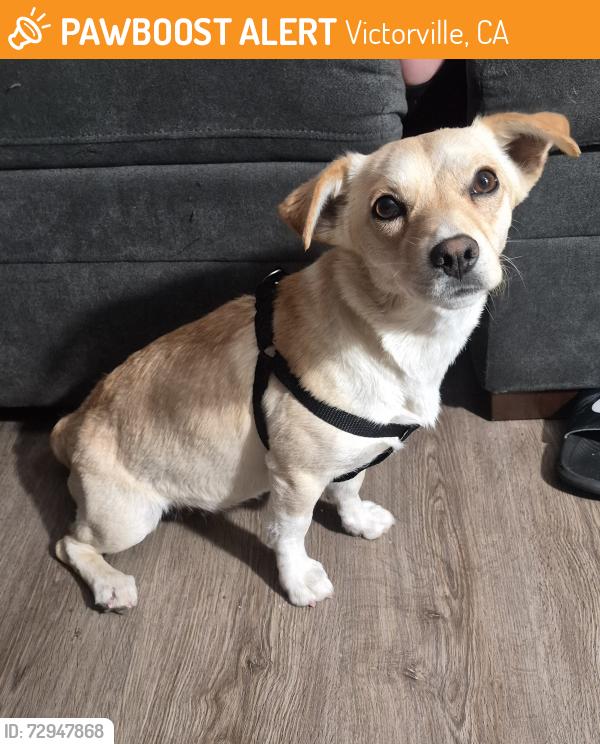 Found/Stray Female Dog last seen Doris Davies Park, 16451 Pebble Beach Dr, Victorville, CA 92395, Victorville, CA 92395