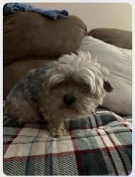 Lost Female Dog last seen McDonald Road Knoxville, Tn, Knoxville, TN 37914