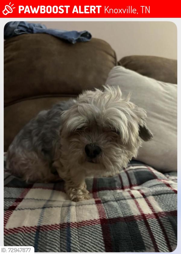Lost Female Dog last seen McDonald Road Knoxville, Tn, Knoxville, TN 37914