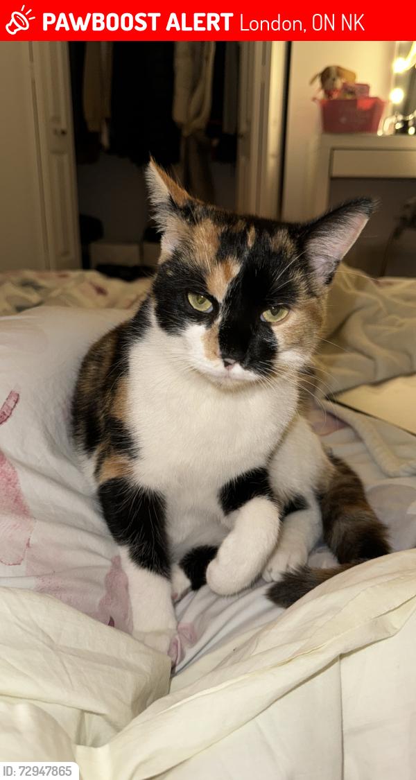 Lost Female Cat last seen McMaster dr, Southdale, viscount rd, Bostwick area, London, ON N6K