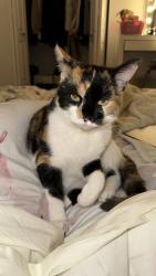 Lost Female Cat last seen McMaster dr, Southdale, viscount rd, Bostwick area, London, ON N6K