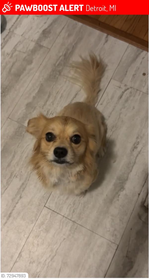 Lost Male Dog last seen Chicago and wyoming, Detroit, MI 48204