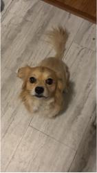 Lost Male Dog last seen Chicago and wyoming, Detroit, MI 48204