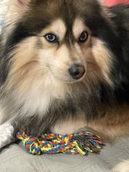 Reunited Male Dog last seen Beach 30th St, Queens, NY 11691, USA, Queens, NY 11691
