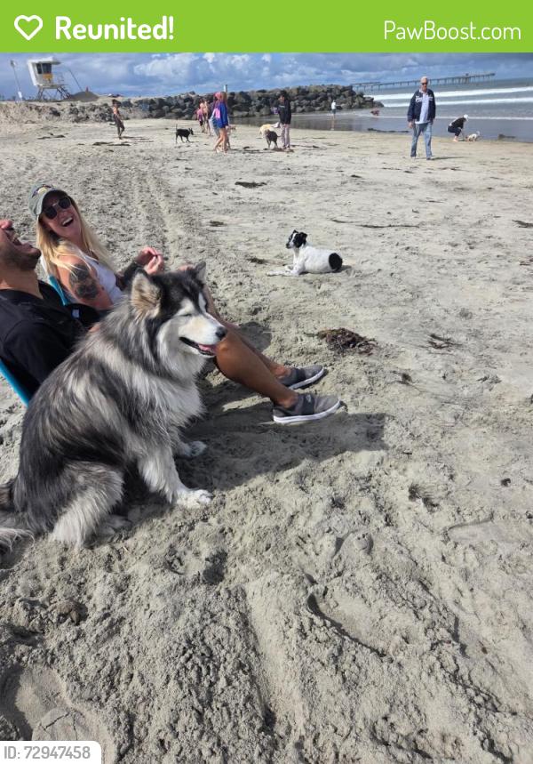 Reunited Female Dog last seen Near W. Point Loma Blvd, San Diego, CA 92107