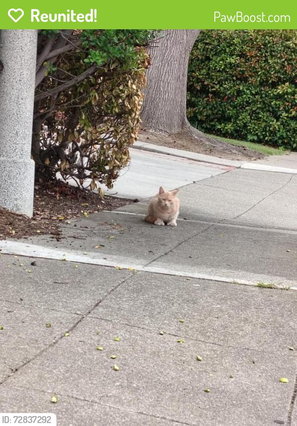 Reunited Unknown Cat last seen Henderson, Sunnyvale, CA 94086