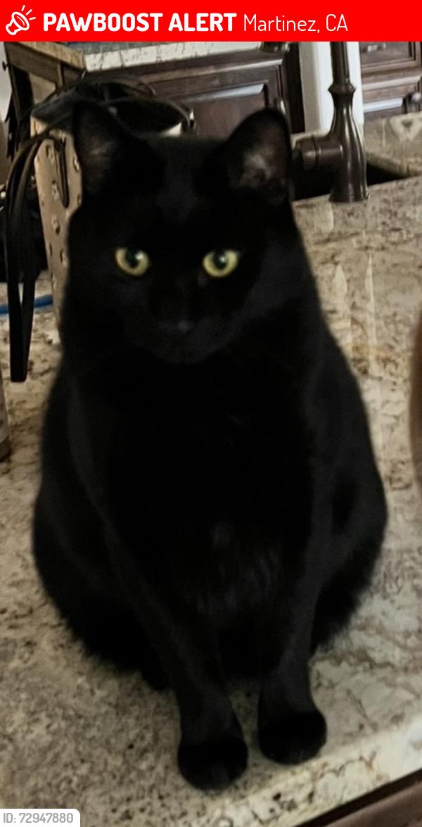 Lost Male Cat last seen Center Ave. Martinez, Martinez, CA 94553