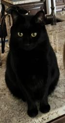 Lost Male Cat last seen Center Ave. Martinez, Martinez, CA 94553